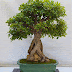 raggi-aralie I i così un bonsai avete non ancora visto-raramente. 