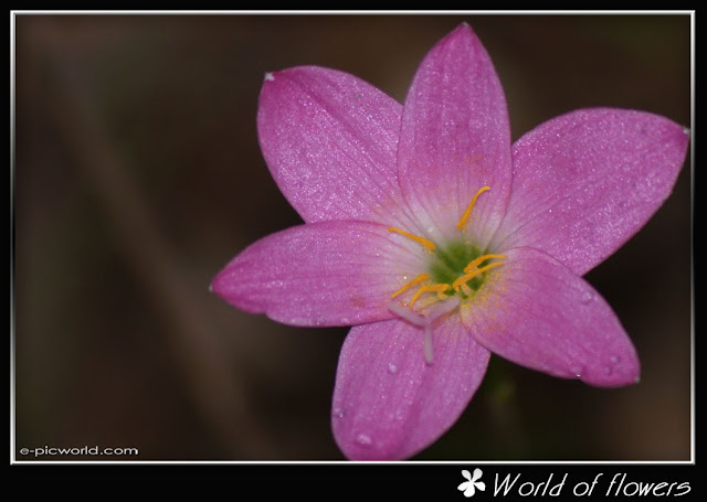 Grass flower picture