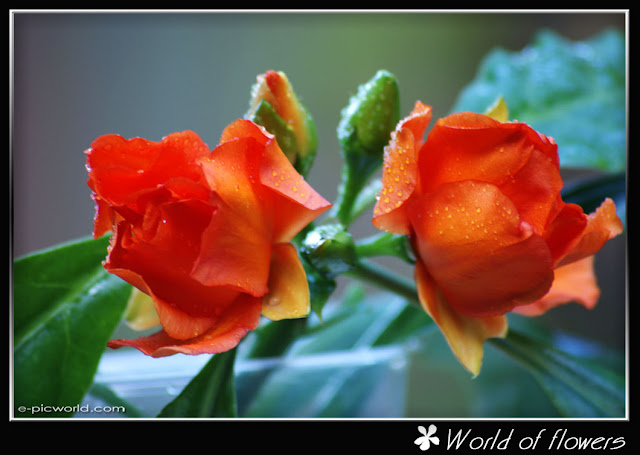 Seven thorns flower picture