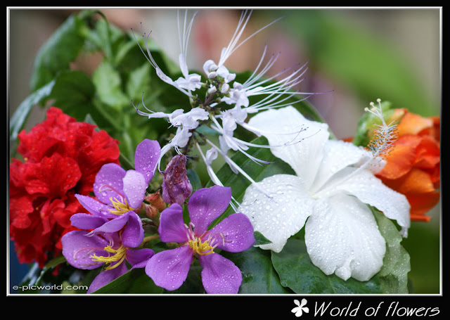 Assorted flowers wallpaper