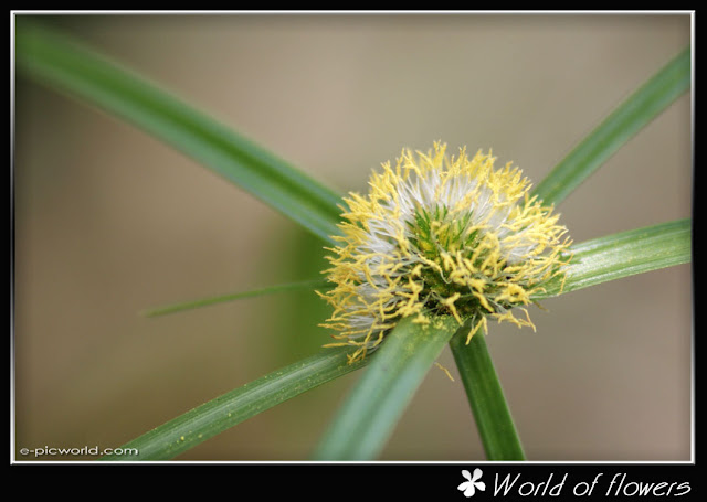 Grass flower picture