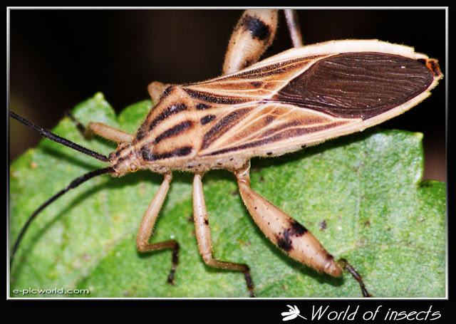 My Shield bug photo gallery ~ Neezhom