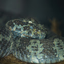 Mangshan pit viper