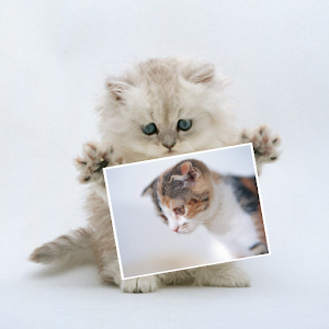 動物写真～ねこ～ 1.0.2