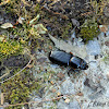Black Ground Beetle