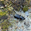 Black Ground Beetle