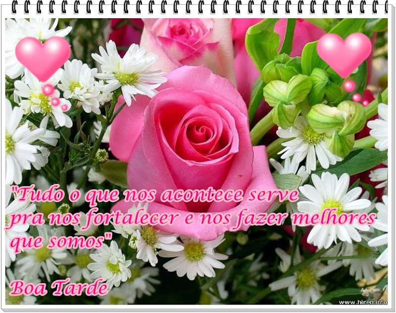 beautiful-rose-margherite.jpg