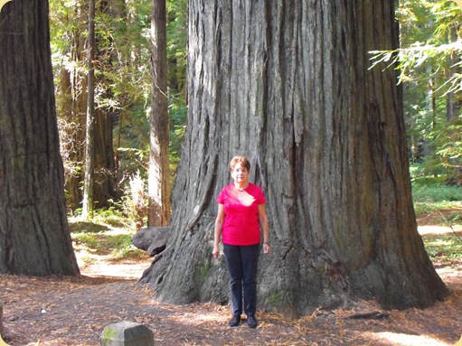 Avenue of the Giants-Ancient Redwoods 034