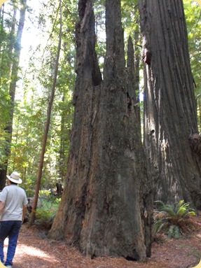 Avenue of the Giants-Ancient Redwoods 094