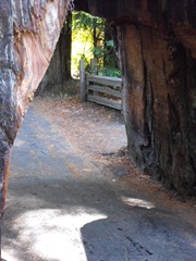 [Avenue of the Giants-Ancient Redwoods 143[2].jpg]
