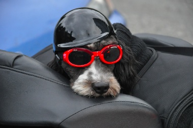 Gilbert-Biker3.jpg Gilbert Biker3