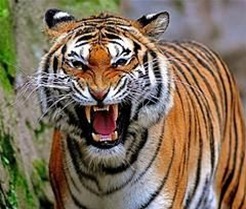 authoritative blog tiger