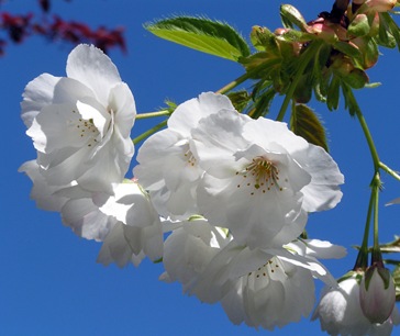 White-Blossom