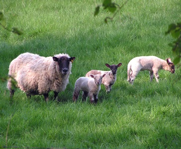 Sheep-And-Lambs