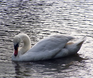 Swan-At-Linslade-Canal-(13)