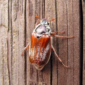 Cockchafer-Beetle