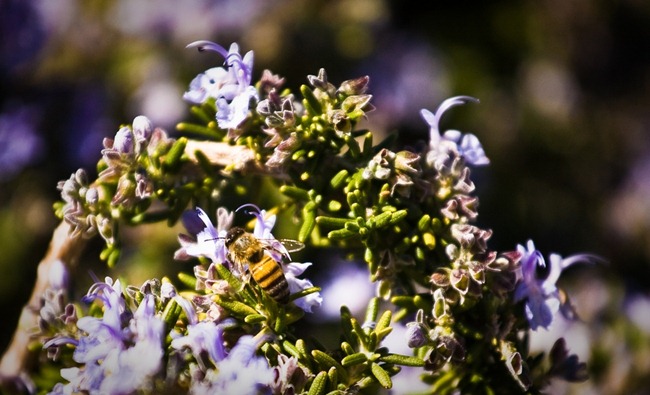 Bee on Lylac Bush 2