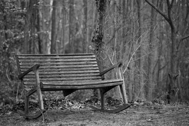 Bench in the Woods