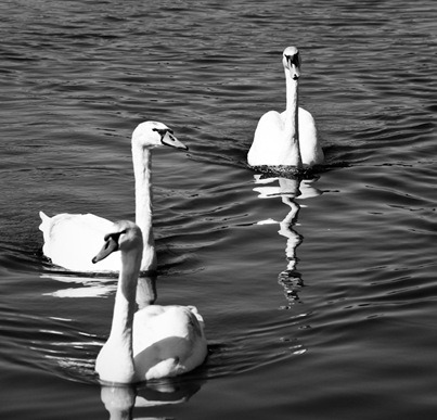 Munich Swans