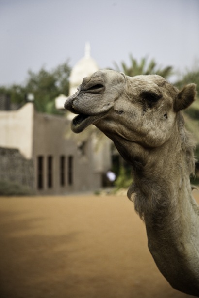 [A Camel was parked at a Mosque[4].jpg]