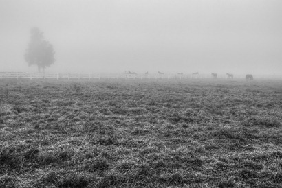 Horses in the Fog-Edit