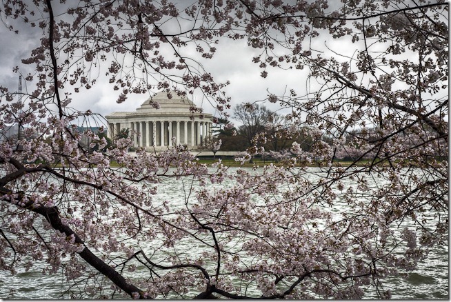 Cherry Blossoms on the Tidal Basin-2