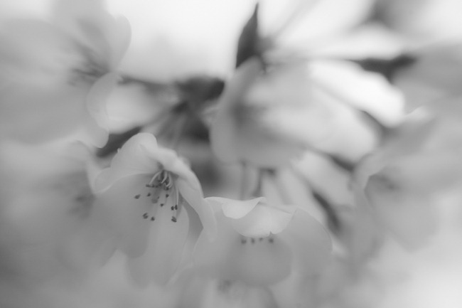 [Cherry Blossoms - Lensbaby Macro Black and White[4].jpg]