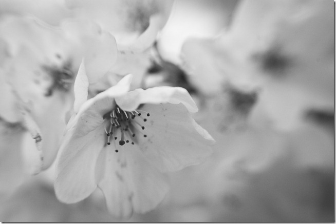 Cherry Blossoms - Lensbaby Macro Black and White-1