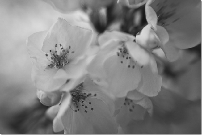 Cherry Blossoms - Lensbaby Macro Black and White-2