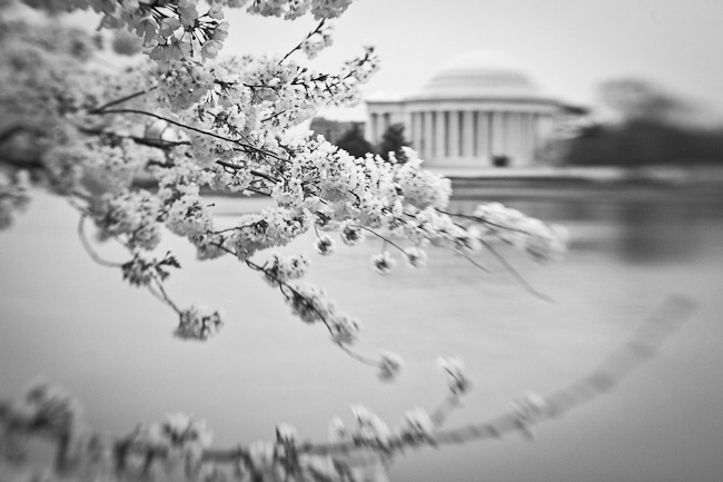 [Cherry Blossoms and Jefferson - Lensbaby-3[3].jpg]