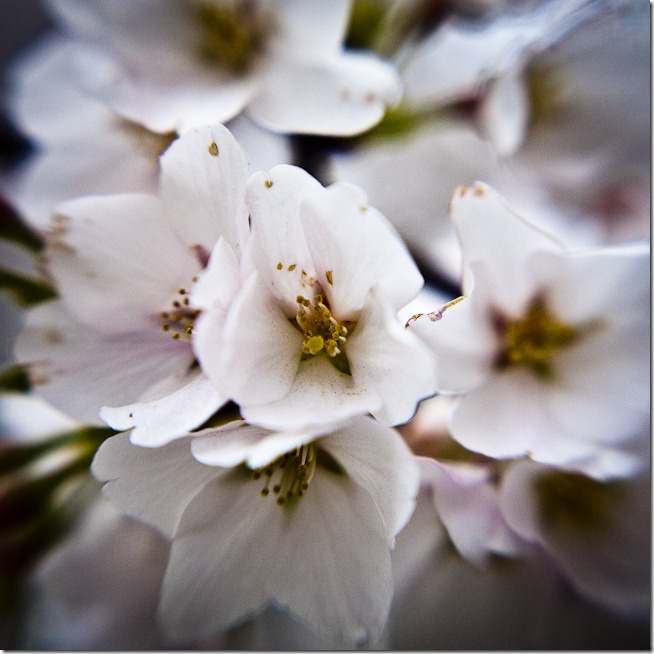 Cherry Blossoms - Lensbaby Macro Color-1