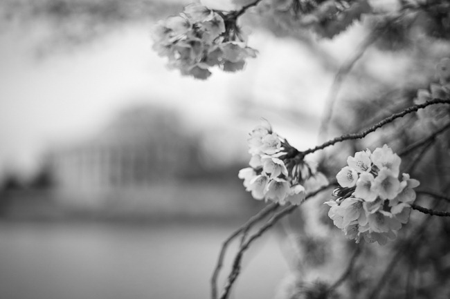 [Cherry Blossoms Black and White[4].jpg]
