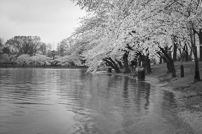 Cherry Blossoms under Flood