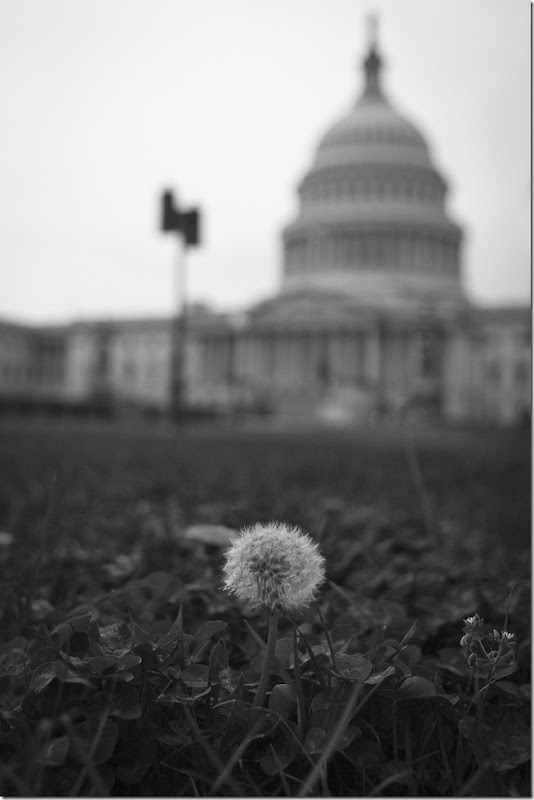 Capitol Dandelions-1
