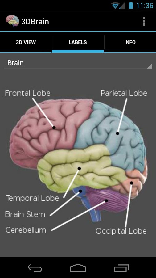 3D Brain - screenshot