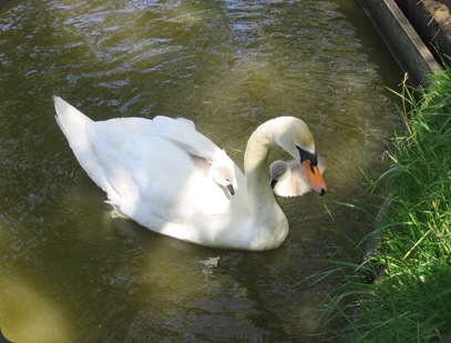 How sweet is this?  Beautiful swans on the lake at St. Anne's on Sea. 15/06/05