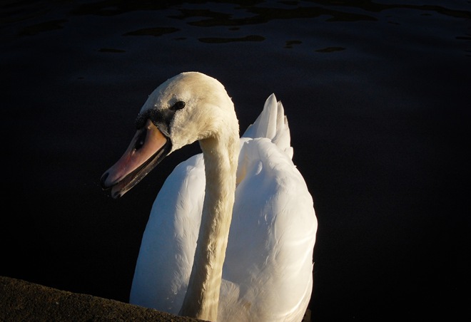 Is this swan smiling at me?