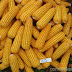 U.S. corn extends losses after USDA report