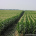 Corn within sight of 33-month high