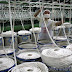 Cotton Futures Jump Most in Two Weeks in New York on U.S. Supply Concerns