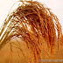Rice basmati up on pick-up in demand