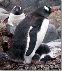 gentoo penguin and chick 