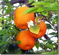 ASU oranges