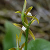 Encyclia orchid