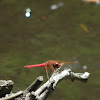 Cardinal Meadowhawk