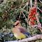 Cedar Wax Wing