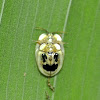 Tortoise Beetles