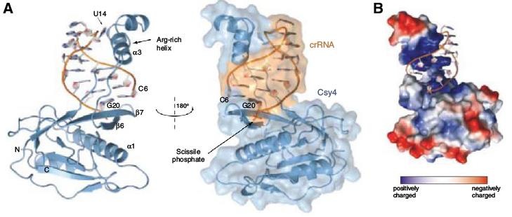 [Cys4_RNA[5].jpg]