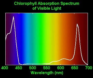 [Chlorophyll[6].jpg]