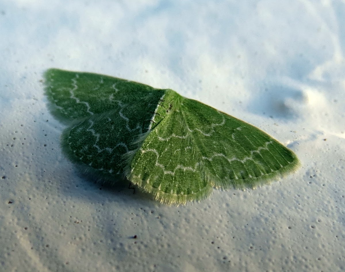Southern emerald moth